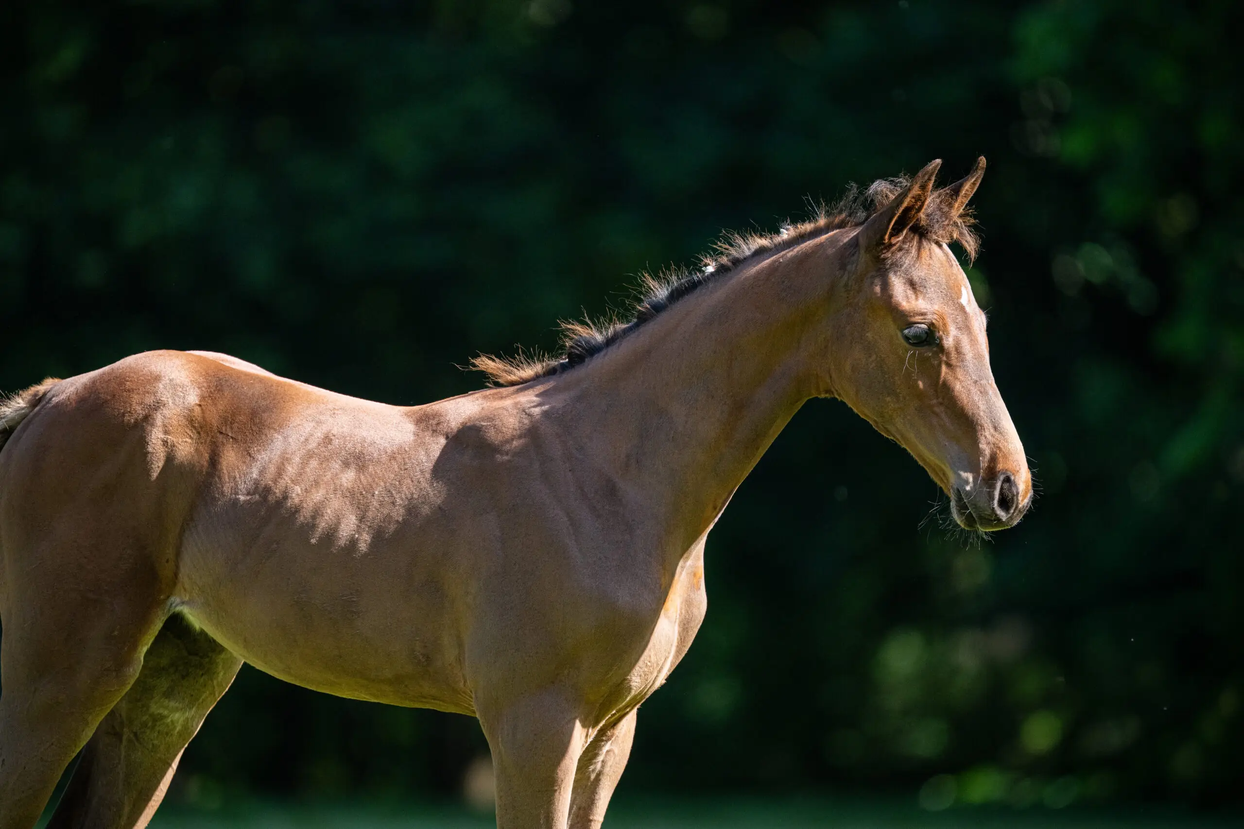 Foals raised in open pastures