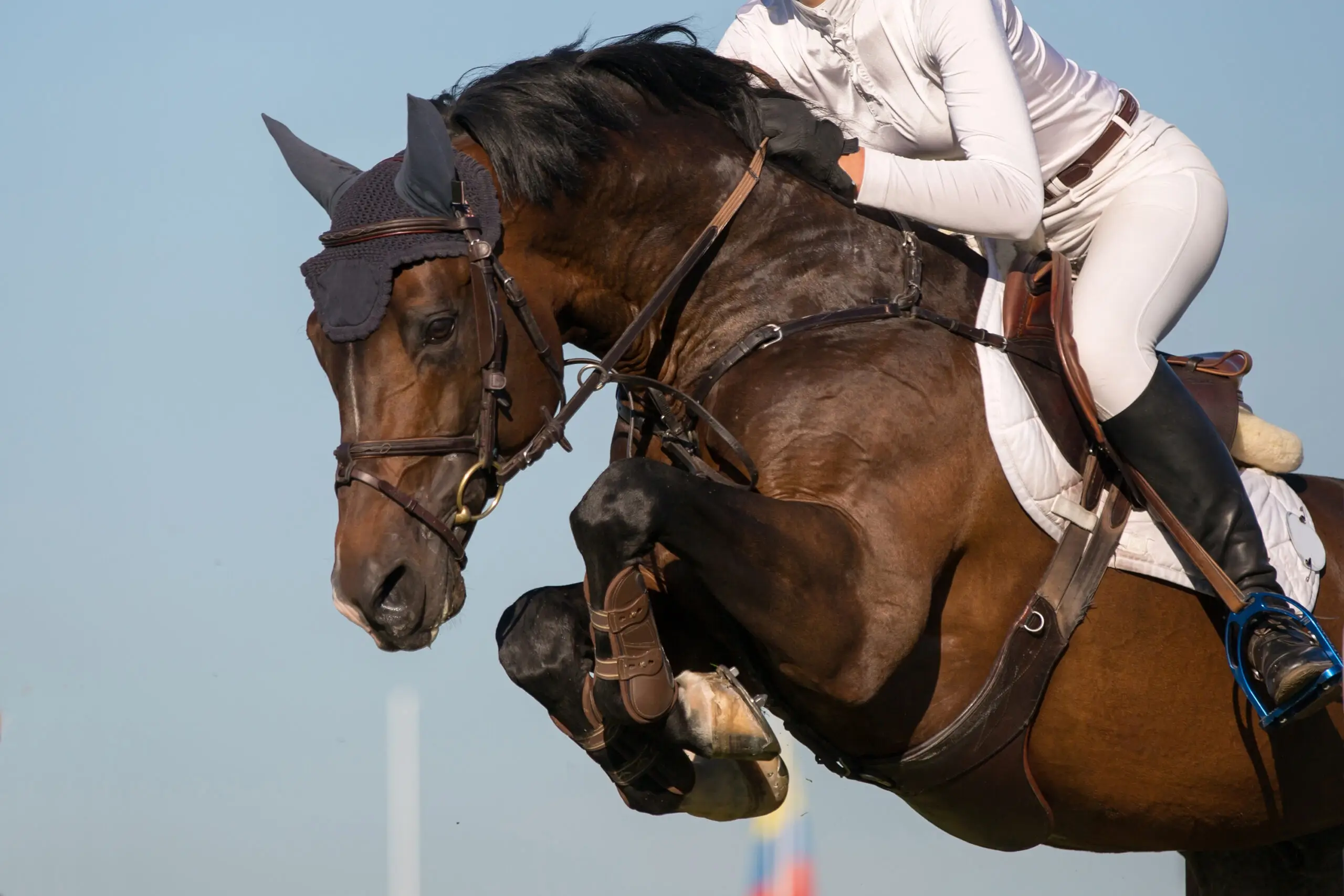 A young horse in elite development